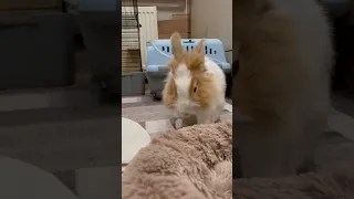 Как мило она зевает 😍 #bunny #rabbit #кролик #yawn #рыжик