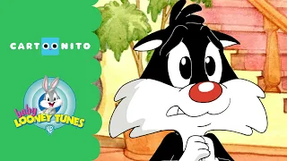 Baby Looney Tunes | Change is Important | Cartoonito