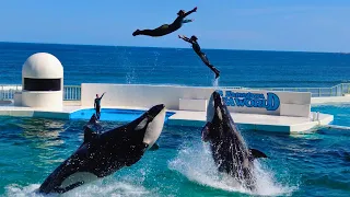 Killer Whale Show 😍 Kamogawa Sea World