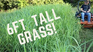 MOWING 6 FT TALL GRASS - Mowing Tall, Thick Grass (Extremely Overgrown!) with Scag Zero Turn Mower