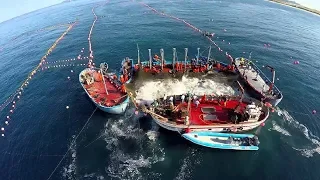 Amazing Big Fish Catching Vessel On The Sea, Big Catch Fishing Process