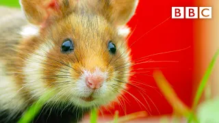 Wild hamster gets stuck eating candle wax - BBC