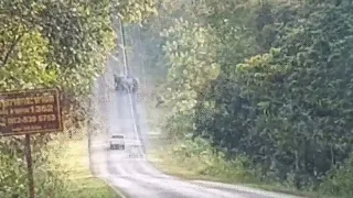 Wild elephants strand tourists in Khao Yai, Thailand