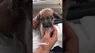 Rescuing an Abandoned little puppy from street #animalrescue