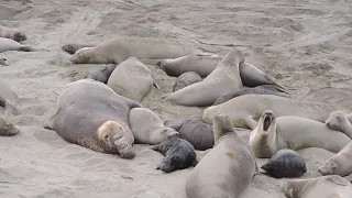 Bull elephant seal bites female to force mating. The female tries to run away but he holds her back.