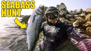 Mediterranean Sea Bass aka Branzino Spearfishing 2023 4K 🇪🇸 🇹🇷 🇮🇹 🇬🇷 🇫🇷 🇭🇷