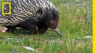 Prickly Love: Echidnas Caught Mating | National Geographic