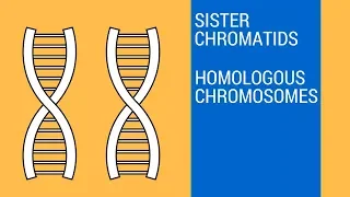 Sister chromatids and Homologous Chromosomes