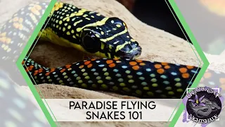 Paradise Flying Snakes 101 | Care Guide | Creatures of Nightshade