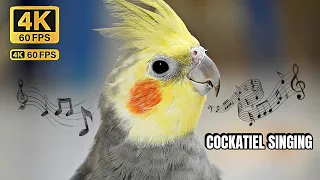 Bird video | Cockatiel singing | 4K 60fps #bird #singing #100million