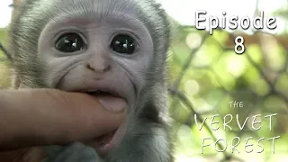 Baby Monkey Documentary HD - Vervet Monkey Foundation - Ep. 8