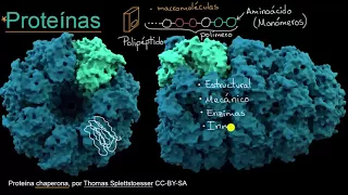 Introducción a las proteínas y los aminoácidos | Khan Academy en Español