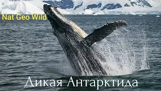 Nat Geo Wild.Дикая Антарктида.