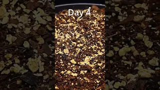 Growing watermelons from seed_57 Days in 15s