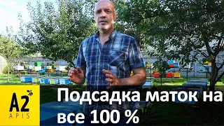 Подсадка #маток: 100% без потерь. Проверено @A2Apis