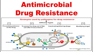 Antimicrobial drug resistance | Overview | Underlying mechanism of drug resistance |
