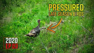 Pressured Gobblers - Washington Spring Turkey Hunt | 2020 Hunting Season EP.03