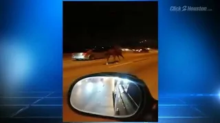 Caught on camera: Horse on highway