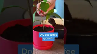 How to use coffee grounds for plants?