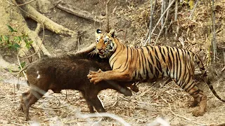 tigress attack and tiger rage when attacking wild boar in tadoba national reserve