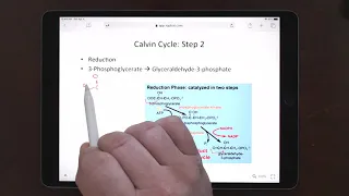 Biochemistry - Ch 20 - Calvin Cycle + Pentose Phosphate - Berg