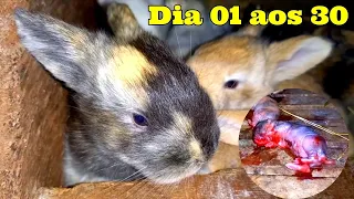 Filhotes de Coelhos do dia 1° aos 30 dias de nascidos