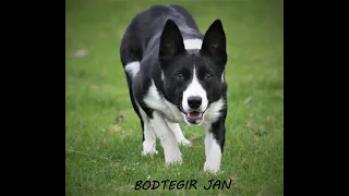 Lot 14: Bodtegir Jan - 01.09.2021 Farmers Marts Dolgellau Online Sheepdog Auction