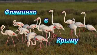 Фламинго в дикой природе. Джарылгач. Крым.