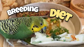 The Best Diet for Pregnant Budgie 🍲