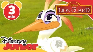 The Lion Guard | Hadithi the Hero Song | Disney Junior UK