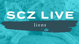 SCZ LIVE | Lions