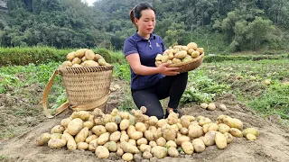 Harvesting Potatoes from the garden to sell at the market - Vietnamese girl builds a life alone