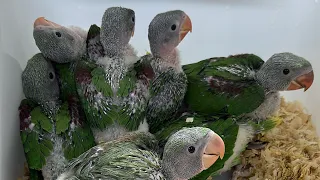 Slow Crop solution in parrot chicks #parrots #aviculture #beautifulbirds #breedingtips #parrot