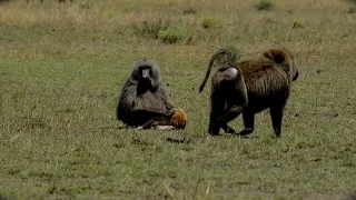 A Baboon Attacking a Young Gazelle