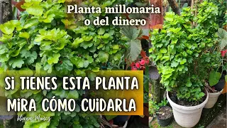 SI TIENES ESTA PLANTA, ASÍ DEBES DE CUIDARLA Planta millonaria o planta del dinero/Liliana Muñoz