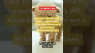 Islam Facts :Angels do not enter the house where their is a... #shorts #islam #shortsvideo #dog