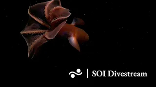 Site 6  | SOI Divestream 680