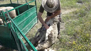 Time to Shear Some Sheep