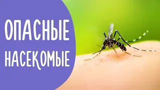 Опасные НАСЕКОМЫЕ | Первая Помощь при укусе Комаров, Клещей и Пчел | Family is...