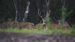 Chital Deer Hunting In Australia With Spotted Safaris!