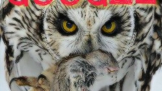 Googles "project owl" is the new human /algorithm hybrid meant to fight fake news..... Wait what?