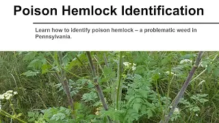 Poison Hemlock Identification