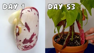 53-Day Time Lapse Growing Borlotti Bean from Seeds
