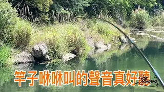 Creek fishing in Taiwan 人比魚多的青雲橋選對流溝即使旁邊有人游泳魚照拉爽爽