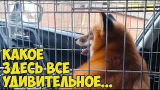 Alice the fox. The day the fox went for vaccination. Funny moments.