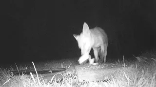 What A Treat! #talltreesnaturereserve #wildlife #nature #animals #foxes