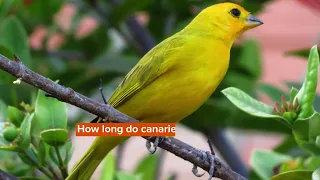 Canary Lifespan And The Ethics Of Keeping A Captive Canary