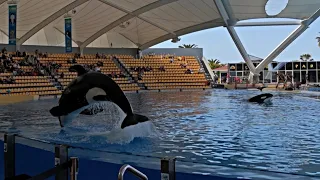 Liliana and Leon watch Orca Ocean show in Loro Parque