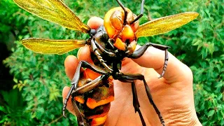 15 Most Dangerous Bugs!