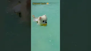 swimmer dog |dog short video #short #shortvideo #viralvideo #youtubeshorts #tiktok #shortsvideo #bts